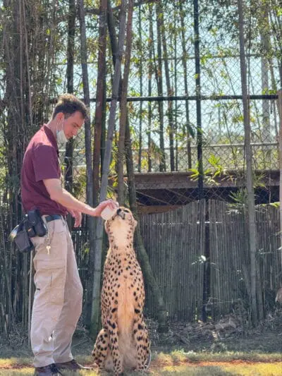 Cheetah ak gason nan zou a