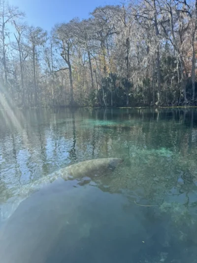 lak ble ak gwo pwason