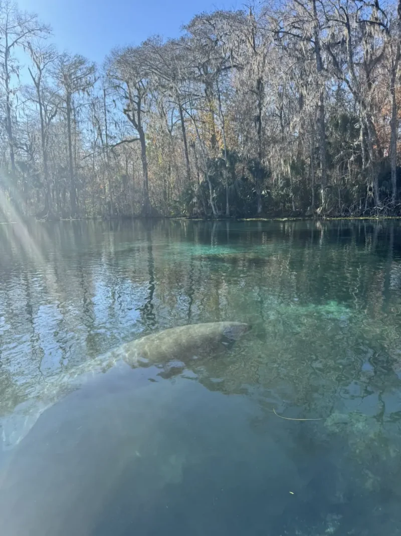 lak ble ak gwo pwason